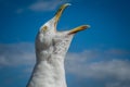 Screaming seagull Royalty Free Stock Photo