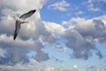 Screaming seagull flying on blue sky Royalty Free Stock Photo