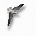 Screaming seagull flying on white background Royalty Free Stock Photo