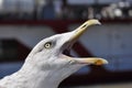 Screaming Seagull Royalty Free Stock Photo