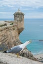 Screaming seagull near the ancient castle. Royalty Free Stock Photo