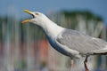 Screaming seagull Royalty Free Stock Photo