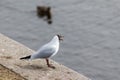 Screaming seagull on the shore Royalty Free Stock Photo