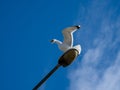A screaming seagull sits on a light pole Royalty Free Stock Photo