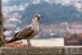 Screaming Seagull sitting on a blurred background of the old town. Nature. Royalty Free Stock Photo