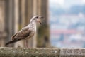 Screaming seagulls in the old town of Porto Royalty Free Stock Photo