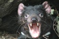 Screaming Tasmanian Devil Royalty Free Stock Photo