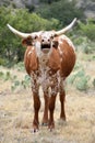 Screaming Texas Longhorn Cattle Portrait Royalty Free Stock Photo