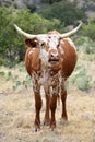 Screaming Texas Longhorn Cattle Portrait Royalty Free Stock Photo