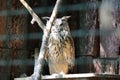 Screech-eared owl in the cage