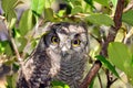 Screech owl