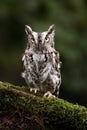 Screech Owl