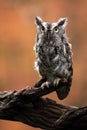 Screech Owl