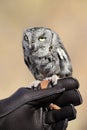 Screech Owl Royalty Free Stock Photo