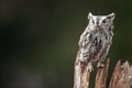 Screech Owl