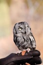 Screech Owl Royalty Free Stock Photo