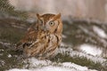 Screech owl Royalty Free Stock Photo