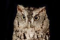 Screech Owl