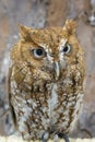 Screech Owl Closeup Royalty Free Stock Photo