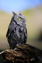 Screech Owl in Colorado
