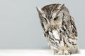 Screech Owl