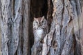 Screech Owl Royalty Free Stock Photo