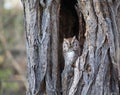 Screech Owl Royalty Free Stock Photo
