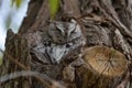 Screech Owl, Gray morph - Stock image