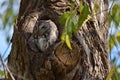 Screech Owl, Gray morph - Stock image