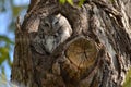 Screech Owl, Gray morph - Stock image