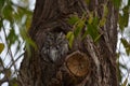 Screech Owl, Gray morph - Stock image