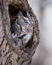 Screech Owl in hole in tree