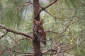 Screech Owl Looking Right at the Camera