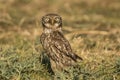 Screech Owl, Megascops kennicottii Royalty Free Stock Photo