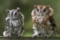 Screech Owl Pair Royalty Free Stock Photo