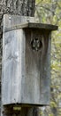 Screech owl peeking out of nest Royalty Free Stock Photo