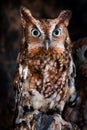 Screech Owl Portrait Royalty Free Stock Photo