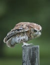 Screech Owl Red Phase on fence post