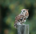Screech Owl Red Phase on fence post Royalty Free Stock Photo