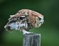 Screech Owl Red Phase on fence post Royalty Free Stock Photo