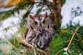 Screech Owl Royalty Free Stock Photo