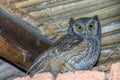 Screech-owl stading under the roof Royalty Free Stock Photo