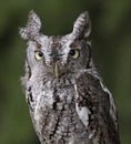 Screech Owl Stare Royalty Free Stock Photo
