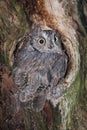 Screech owl Royalty Free Stock Photo