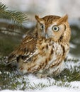 Screech owl  in winter plumage Royalty Free Stock Photo