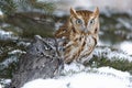 Screech owls