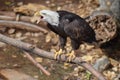 Screeching Bald Eagle Royalty Free Stock Photo