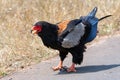 Screeching Bateleur eagle [terathopius ecaudatus] in Kruger National Park South Africa Royalty Free Stock Photo