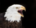 Screeching Eagle II Royalty Free Stock Photo