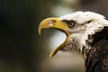 Screeching Eagle Royalty Free Stock Photo